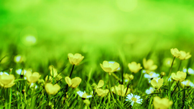Yellow Flowers in Grass — Green, Serene