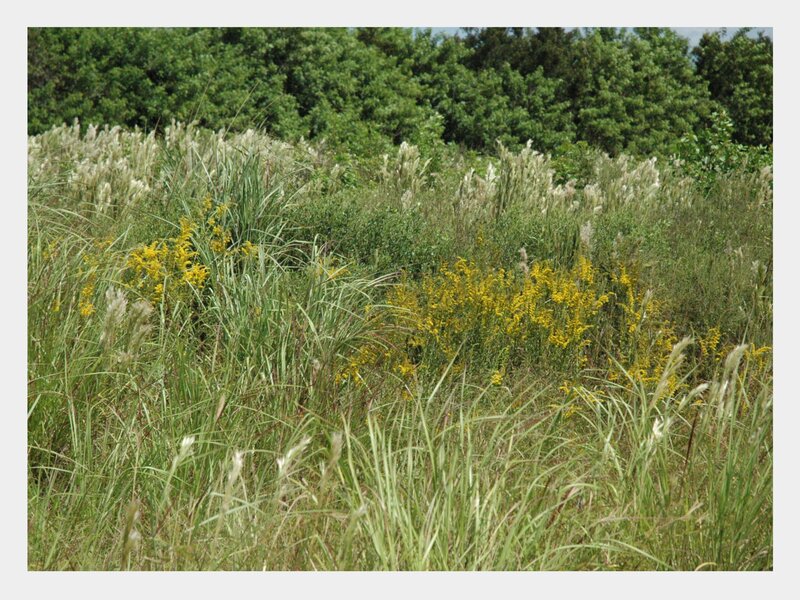 Yellow Flowers in Grass — Green