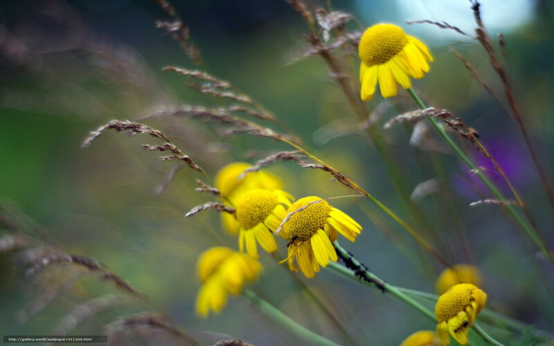 Yellow Flowers in Grass — Natural, Afternoon