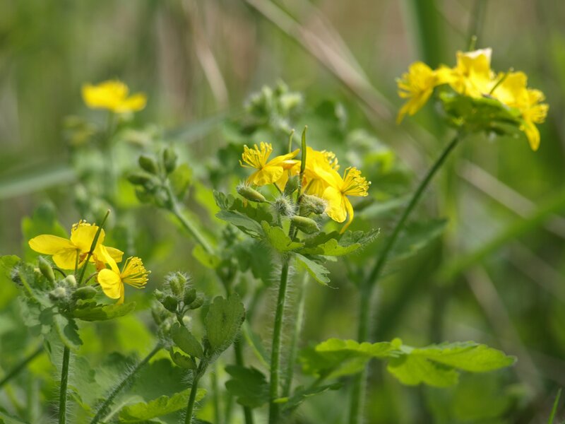 Yellow Flowers in Grass — Natural, Spring