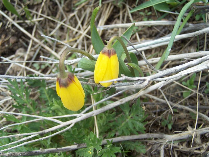 Yellow Flowers in Grass — Natural