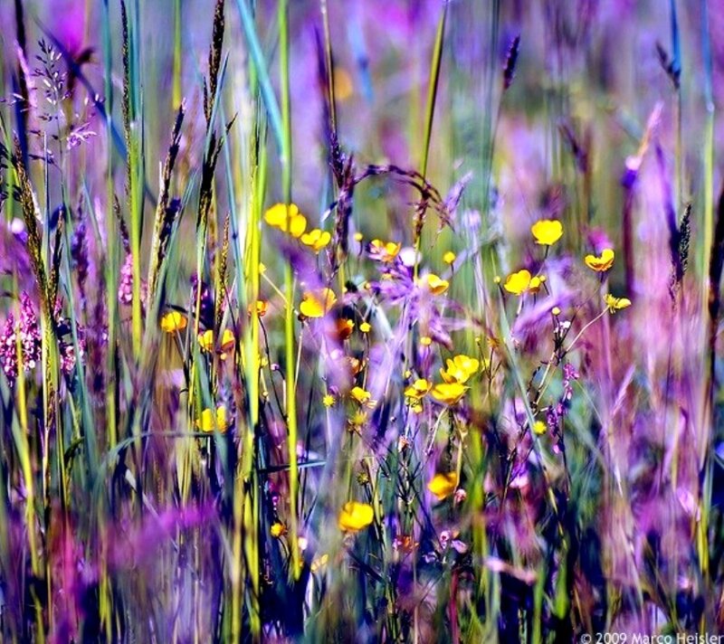 Yellow Flowers in Grass — Purple