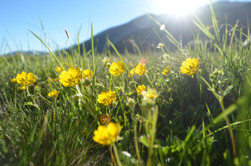 Yellow Flowers in Grass — Serene, Afternoon