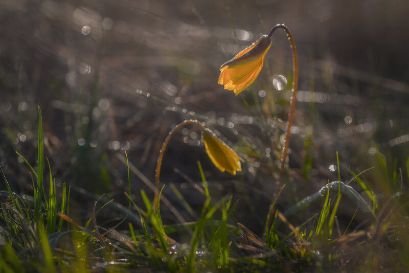 Yellow Flowers in Grass — Serene, Morning, Photograph, Dew Drops