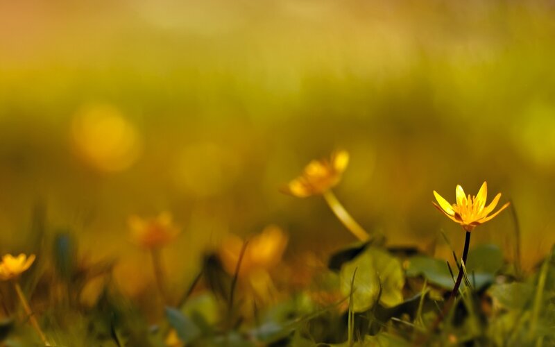 Yellow Flowers in Grass — Serene, Morning, Photograph, Sunlight, Green