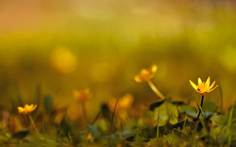 Yellow Flowers in Grass — Serene, Morning, Photograph, Sunlight