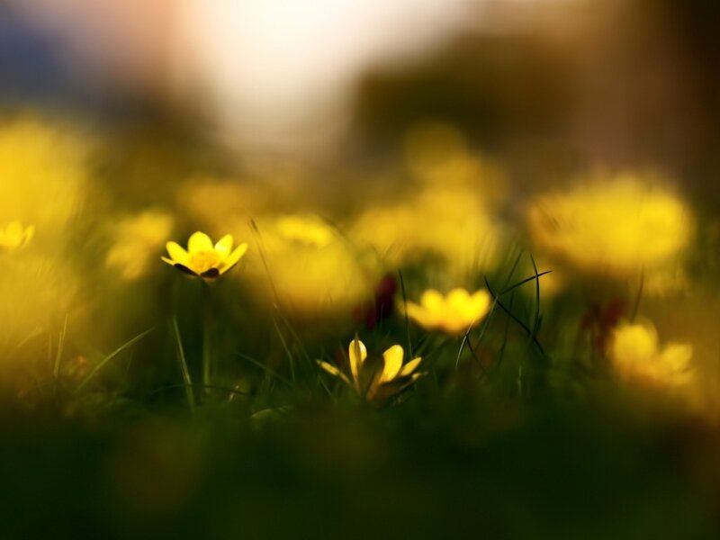 Yellow Flowers in Grass — Serene, Morning