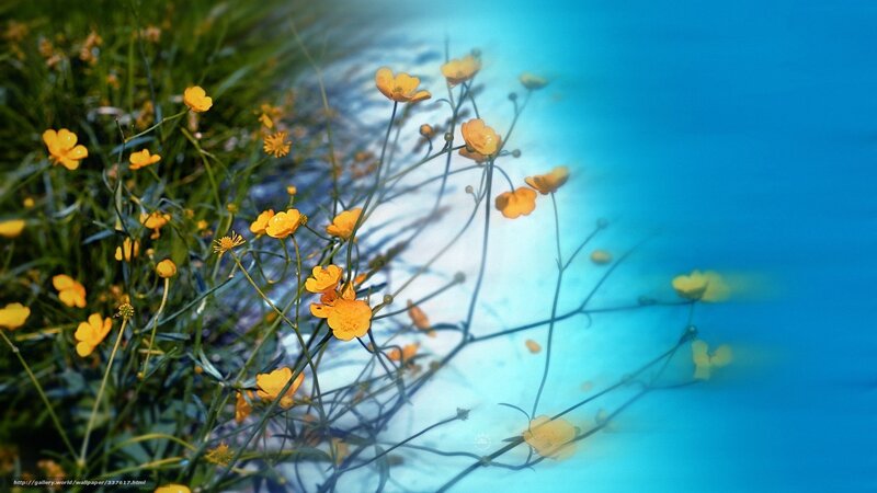 Yellow Flowers in Grass — Serene, Spring, Photograph, Blue Background