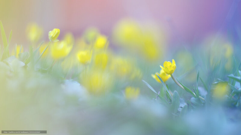 Yellow Flowers in Grass — Serene, Spring, Photograph, Blur