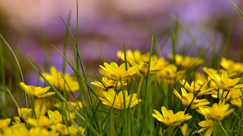 Yellow Flowers in Grass — Serene, Spring, Photograph, Blurry Background