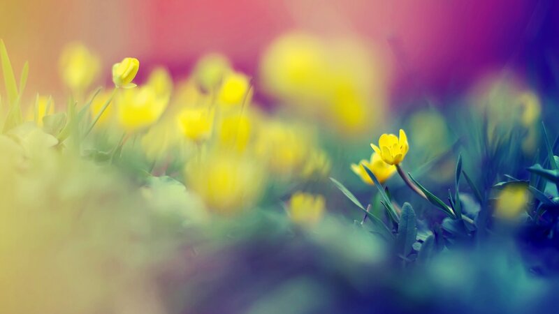 Yellow Flowers in Grass — Serene, Spring, Photograph