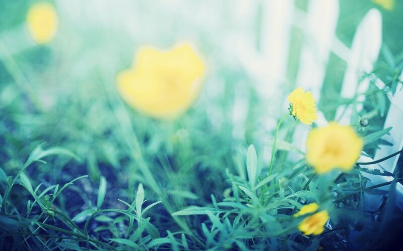 Yellow Flowers in Grass — Serene, Spring, Photograph, White Fence