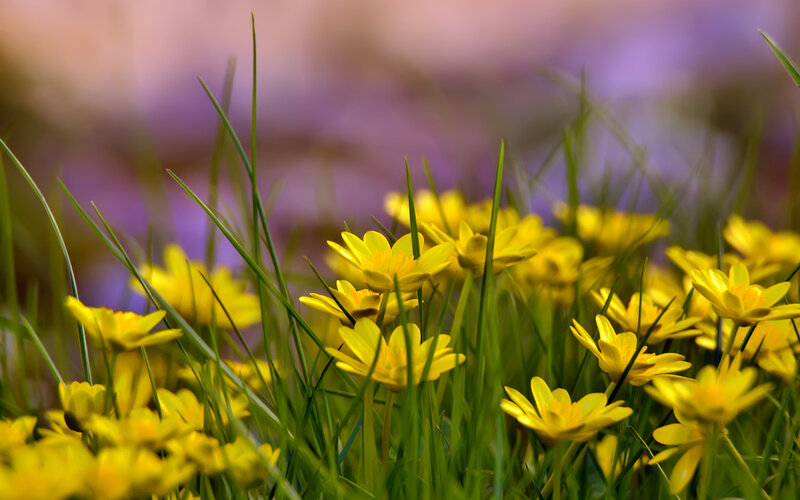 Yellow Flowers in Grass — Serene, Spring