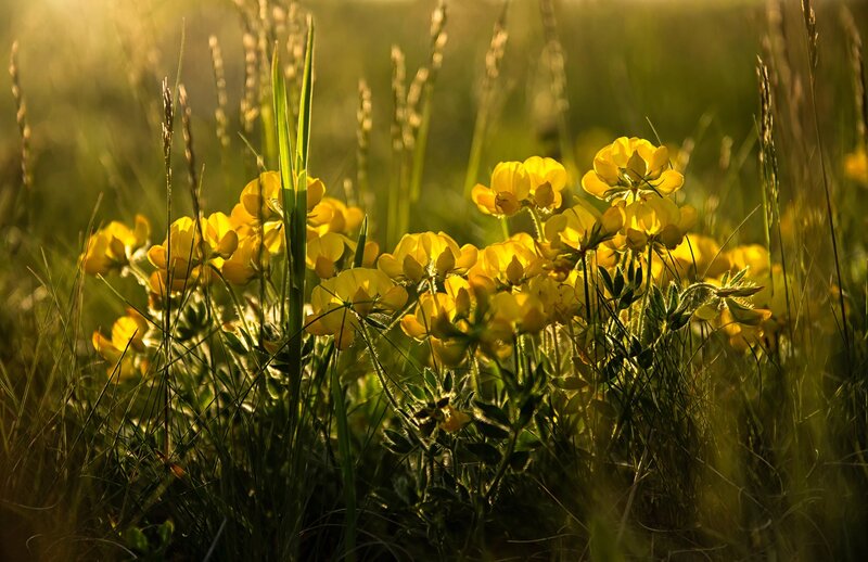Yellow Flowers in Grass — Serene, Sunset, Photograph, Sunlight, Blossoms