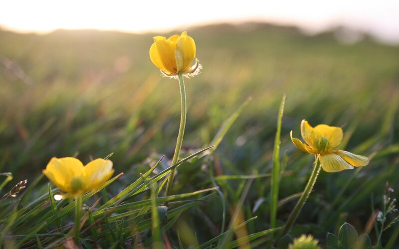 Yellow Flowers in Grass — Serene, Sunset, Photograph, Sunlight, Hills
