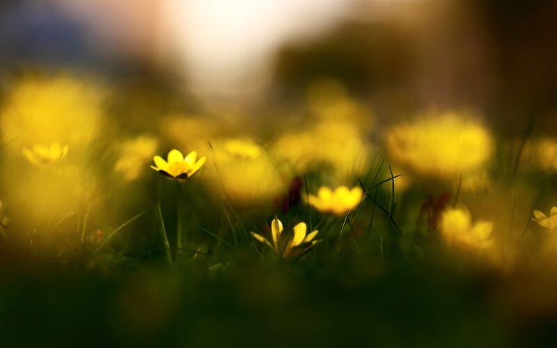 Yellow Flowers in Grass — Serene, Sunset, Photograph