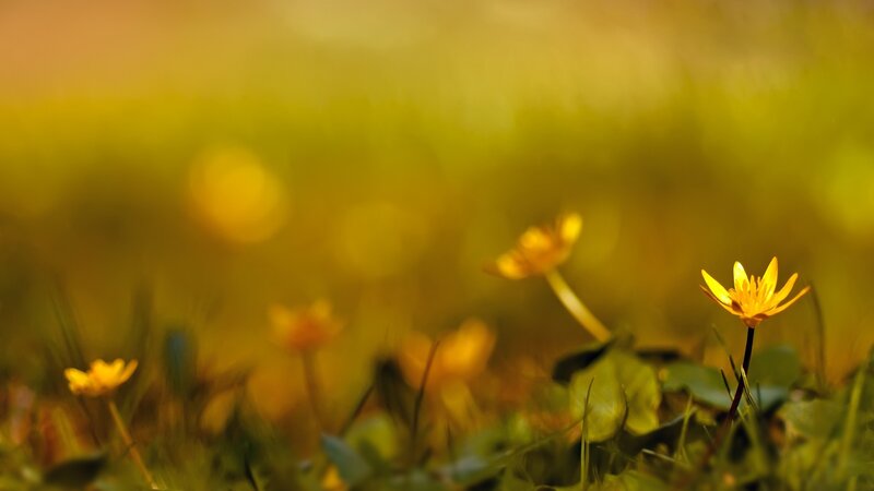 Yellow Flowers in Grass — Serene, Sunset