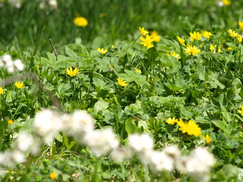 Yellow Flowers in Grass — Serene