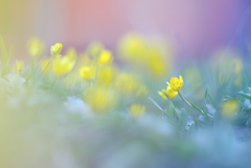 Yellow Flowers in Grass — Spring