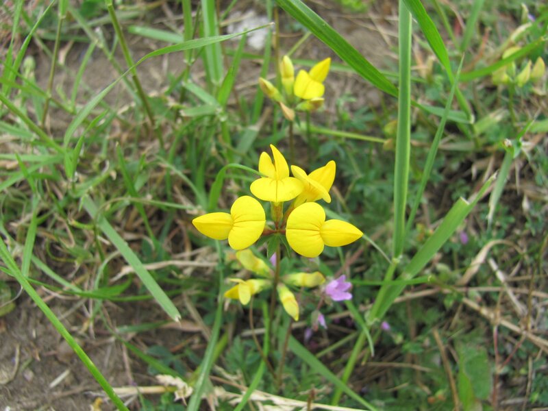 Yellow flowers in grass