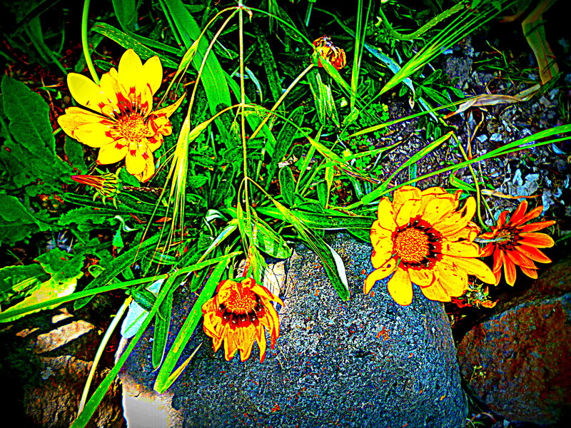 Yellow Flowers in Grass — Vibrant