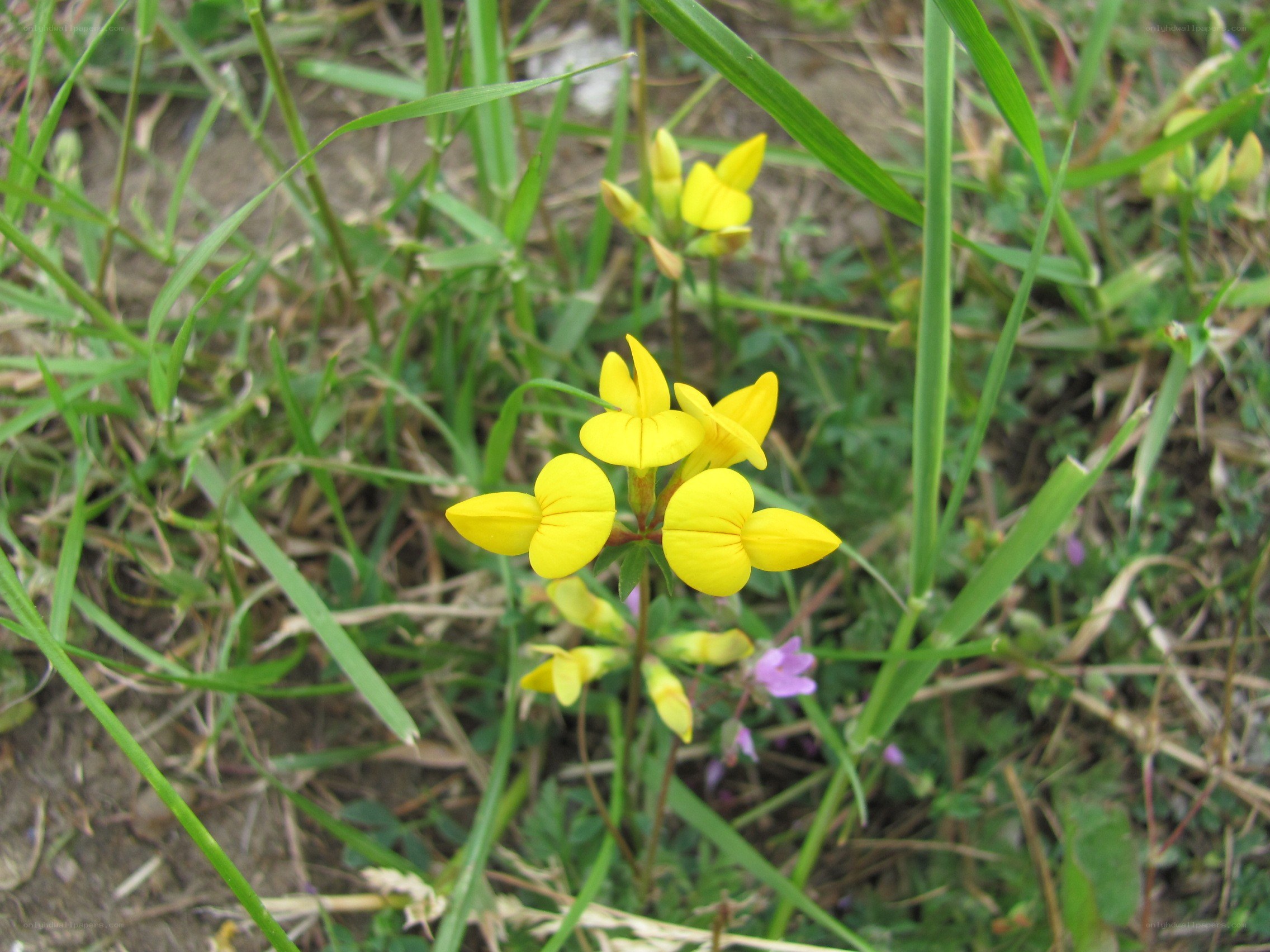 Yellow flowers in grass