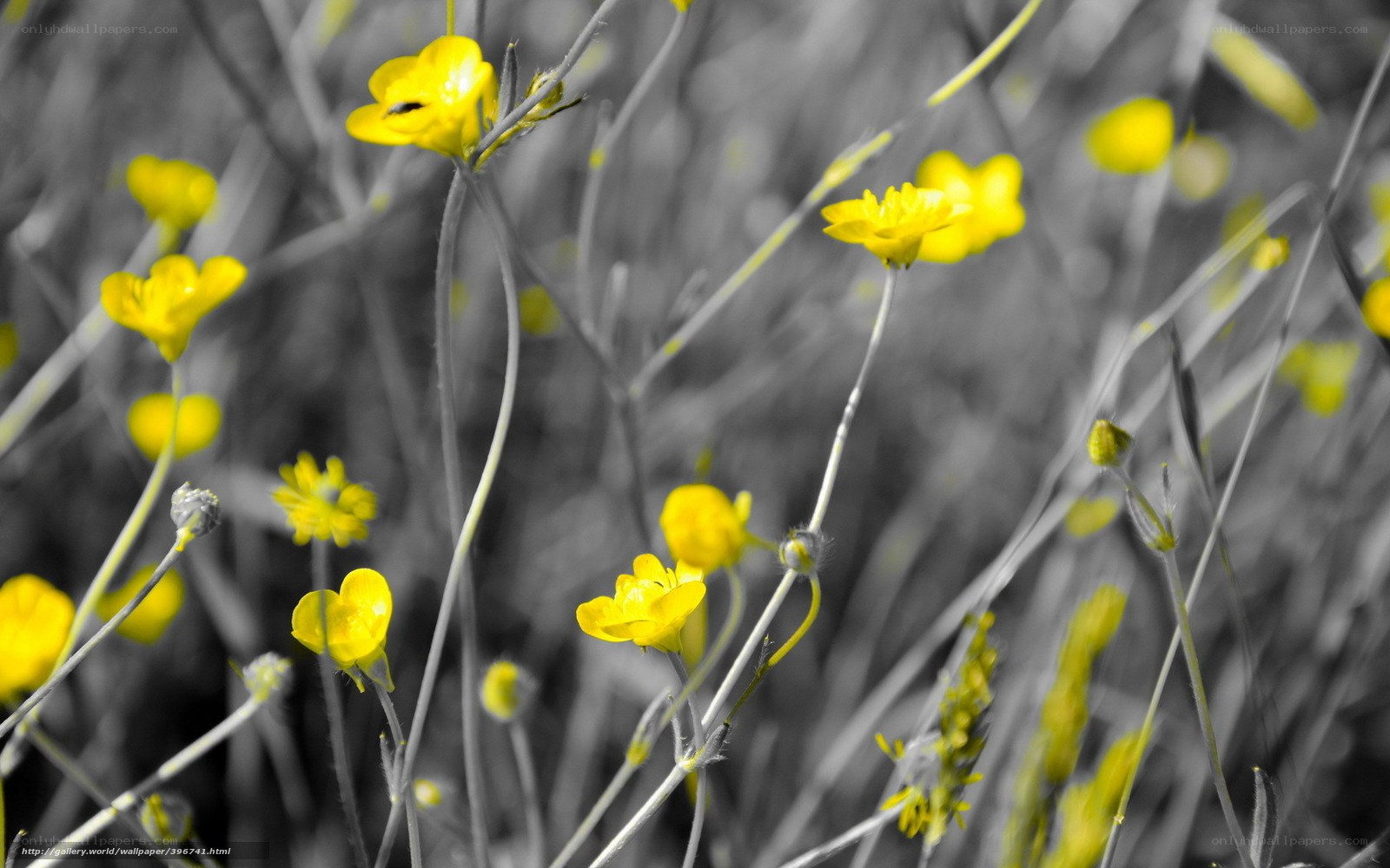 Yellow flowers in grayscale