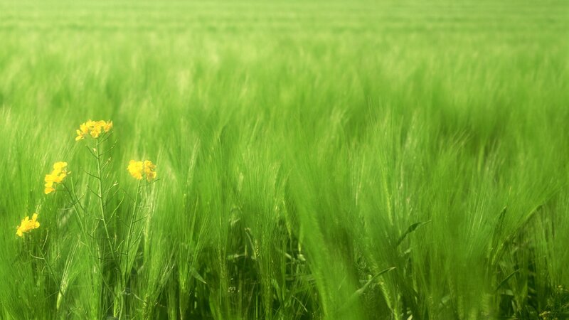 Yellow Flowers in Green Field — Serene
