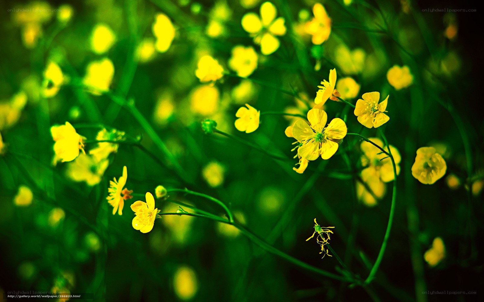 Yellow flowers in green field
