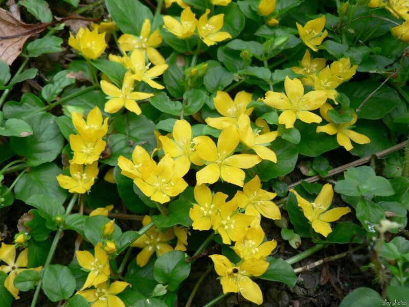 Yellow flowers in green foliage