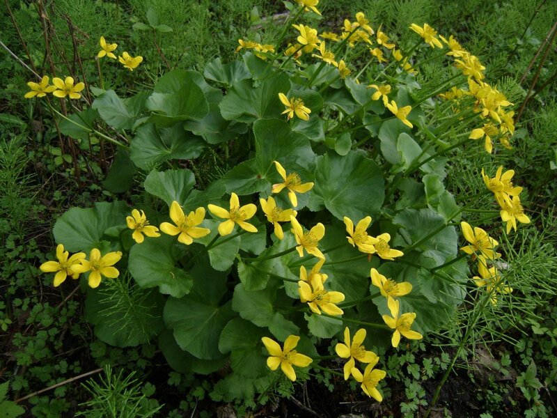 yellow flowers in green foliage