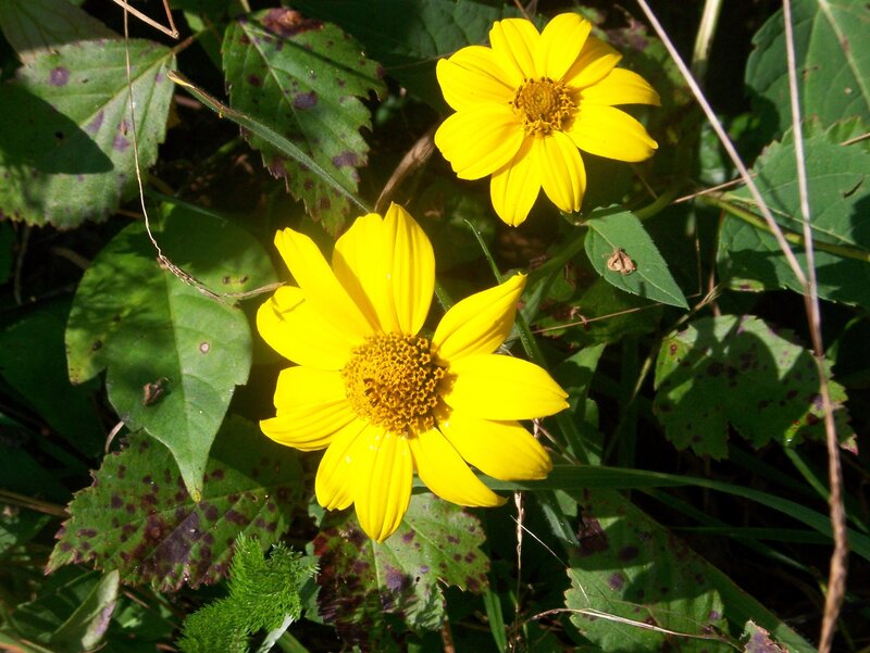 Yellow flowers in green foliage