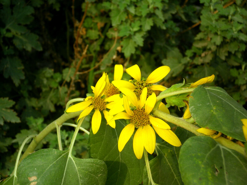 yellow flowers in green foliage