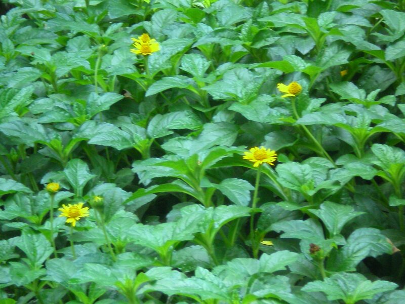 yellow flowers in green foliage