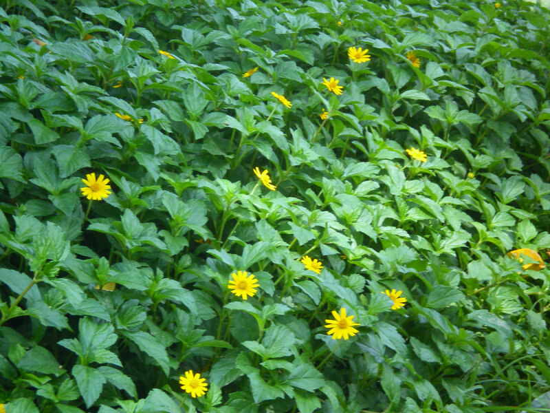 yellow flowers in green foliage