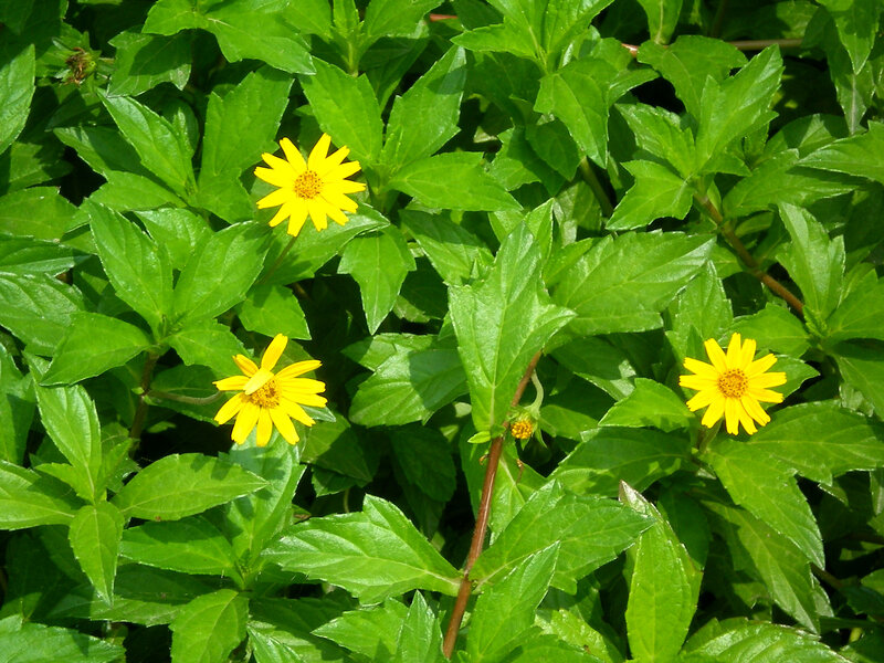Yellow flowers in green foliage