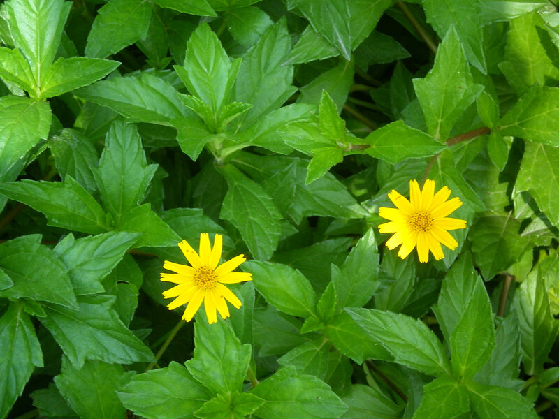 yellow flowers in green foliage