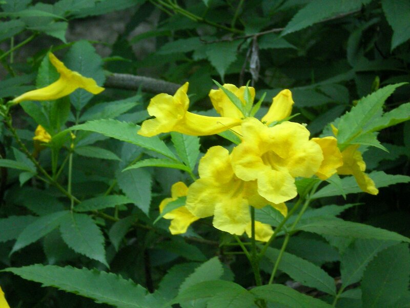yellow flowers in green foliage