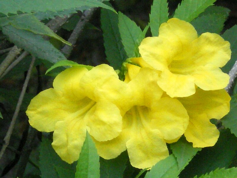 yellow flowers in green foliage