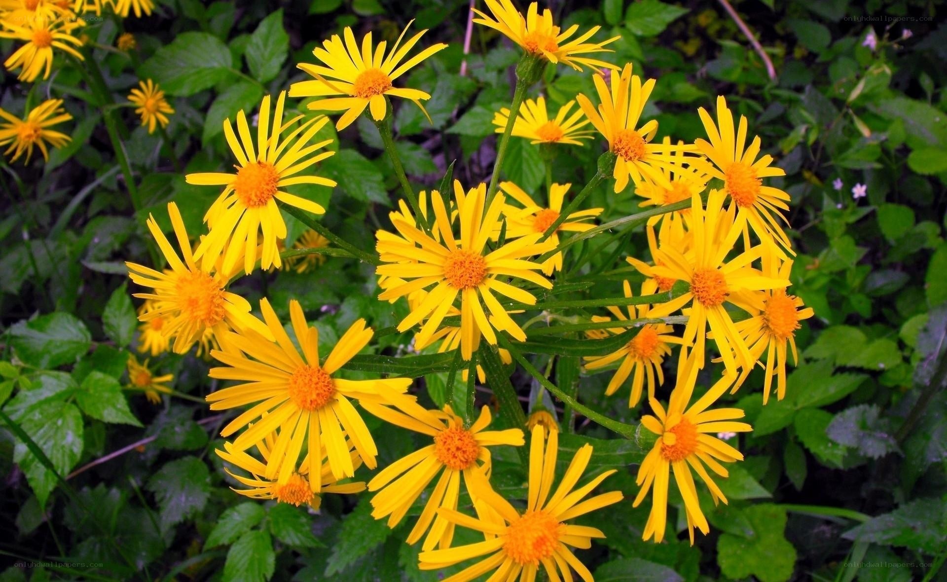 yellow flowers in green foliage
