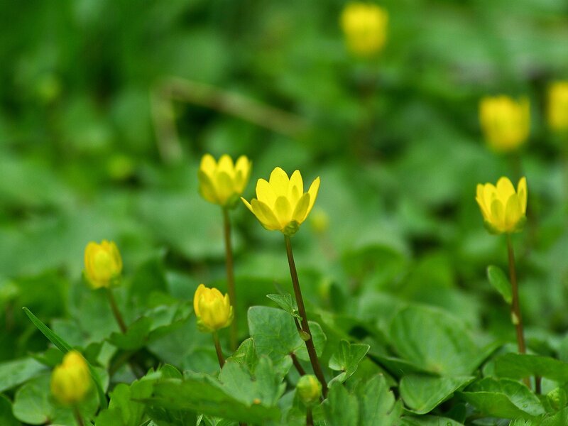 Yellow flowers in green foliage