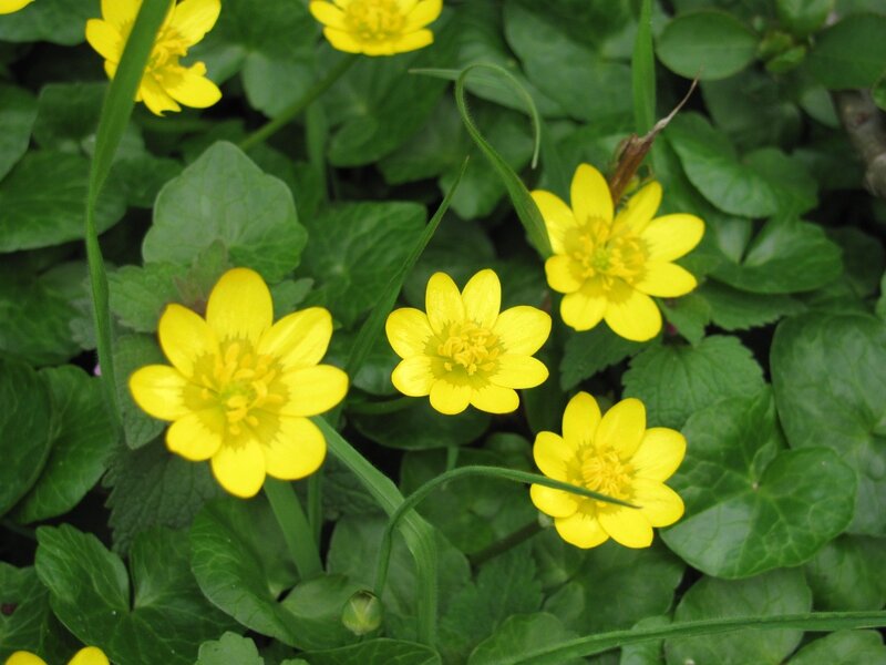 Yellow flowers in green foliage