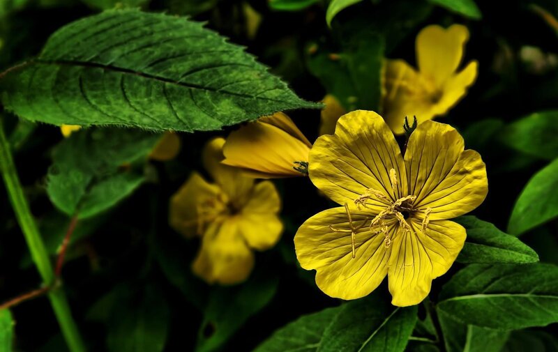 yellow flowers in green foliage