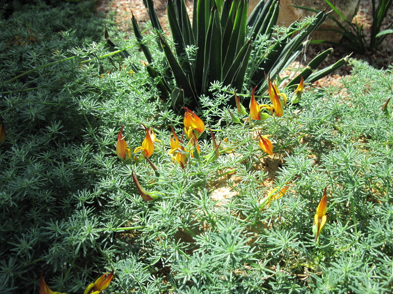 Yellow Flowers in Green Foliage — Natural