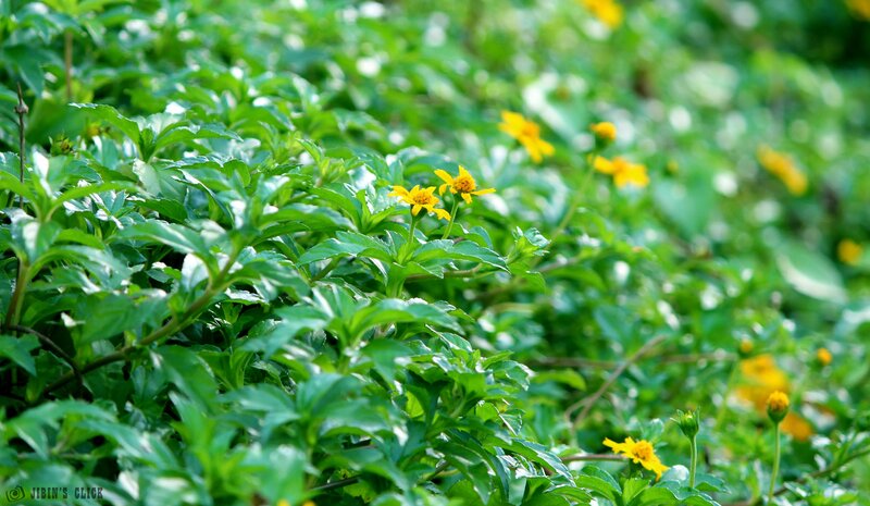 Yellow Flowers in Green Foliage — Serene