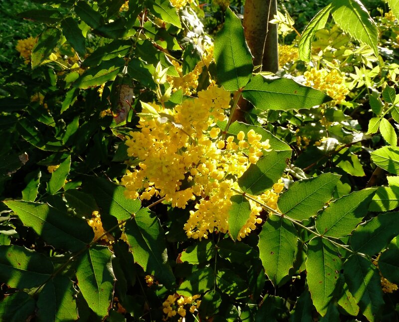 Yellow flowers in green foliage