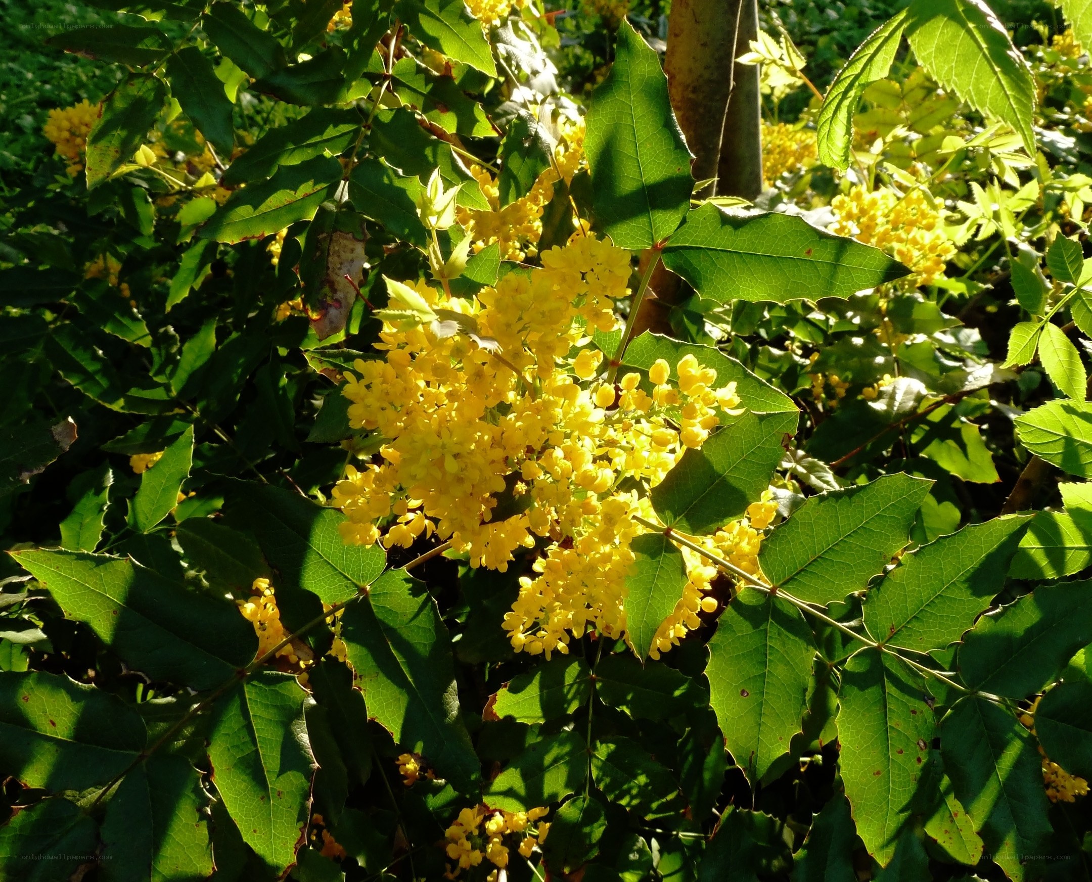 Yellow flowers in green foliage