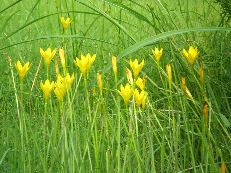 Yellow flowers in green grass