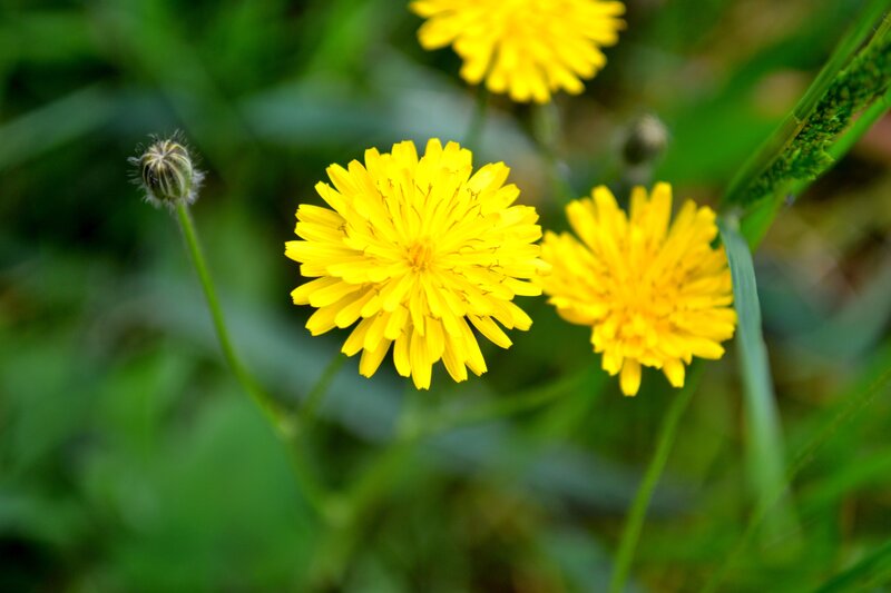 Yellow flowers in green grass