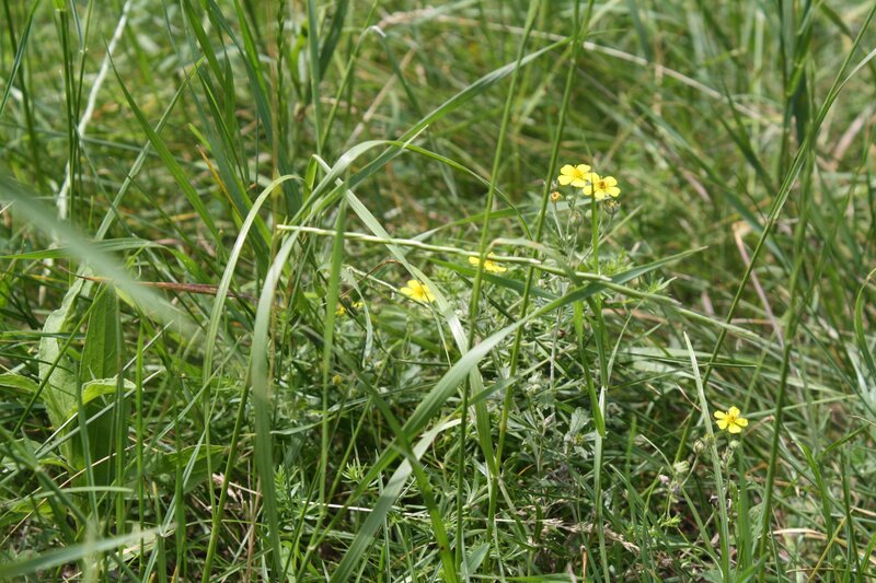 Yellow flowers in green grass